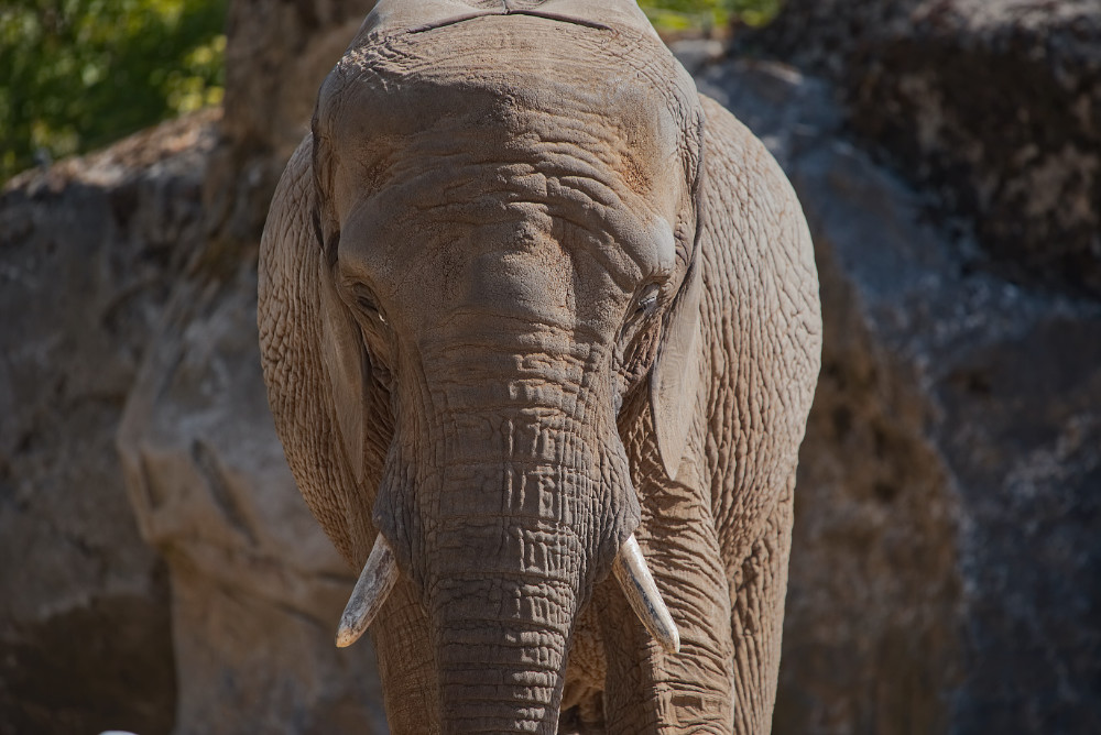 Afrikaanse Olifant 