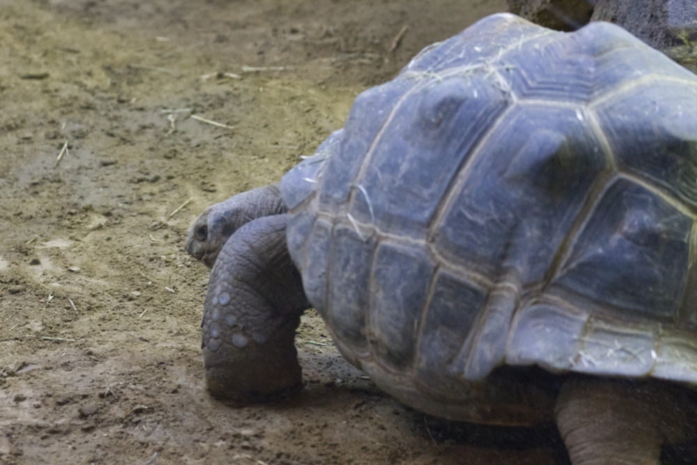 Reuzenschildpad 