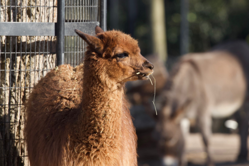 Alpaca 