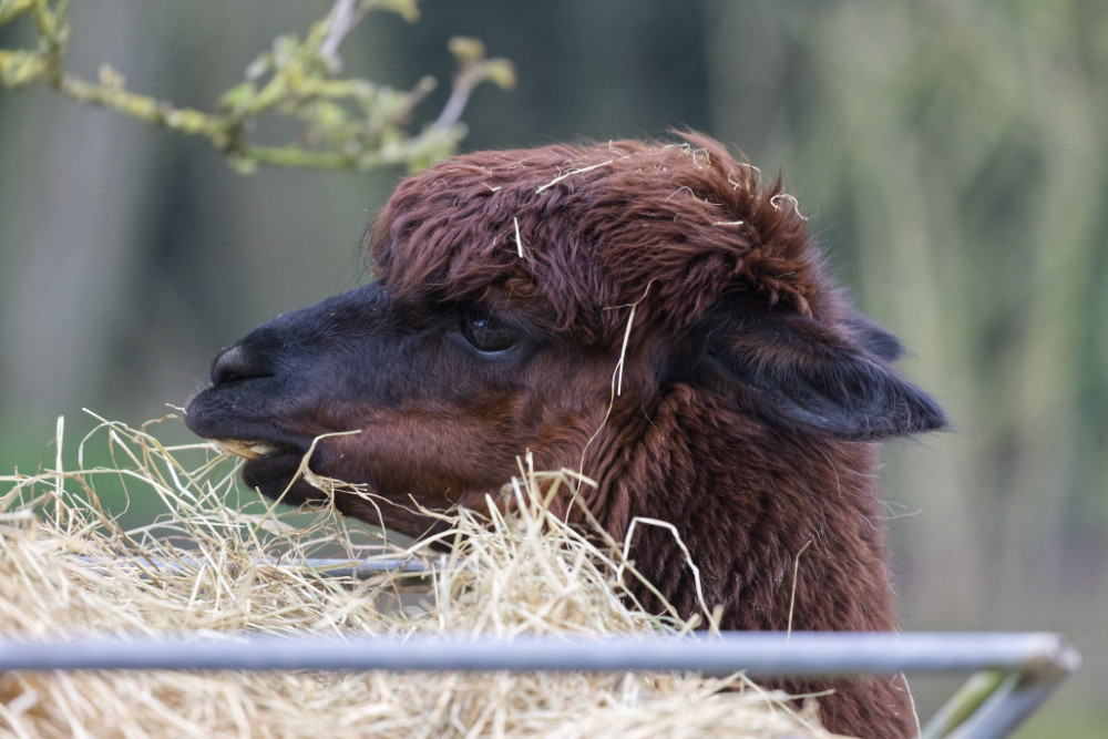 Alpaca 