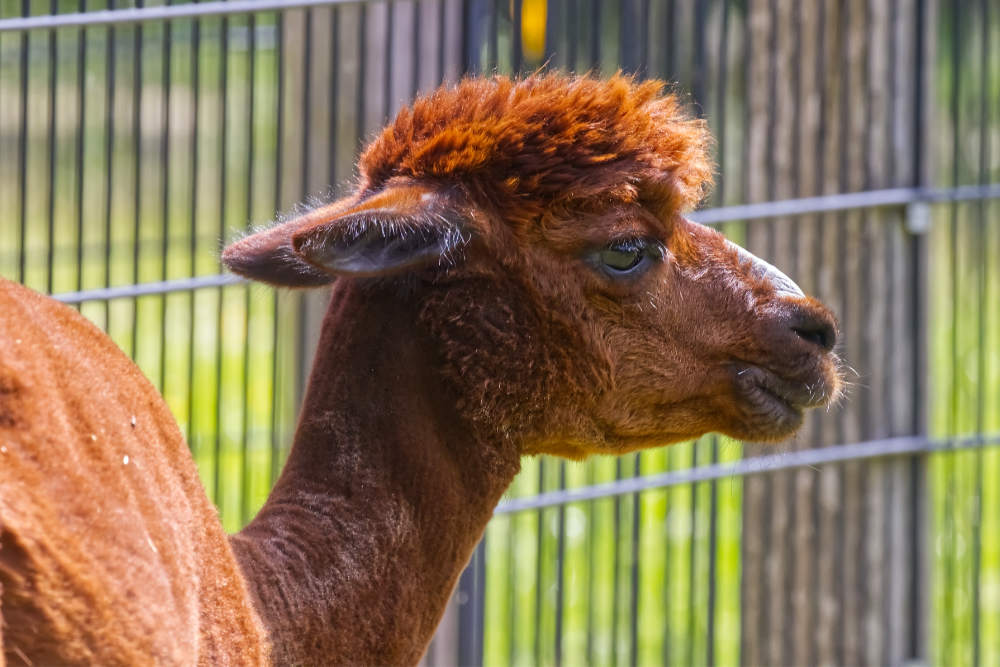 Alpaca 