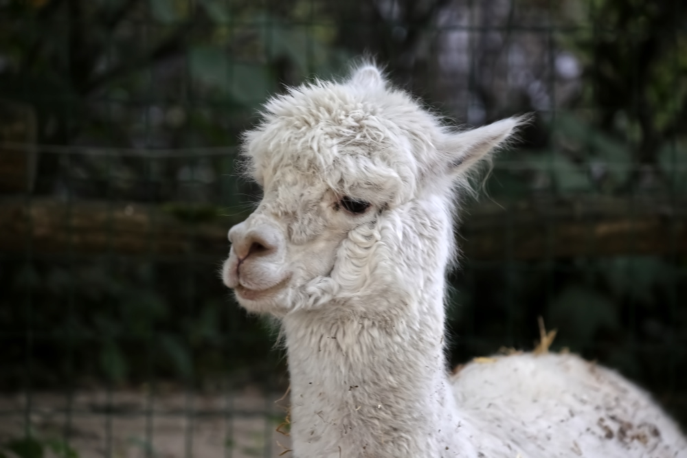 Alpaca 