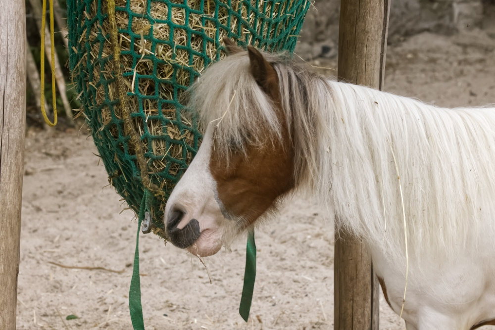 Am. minipaard