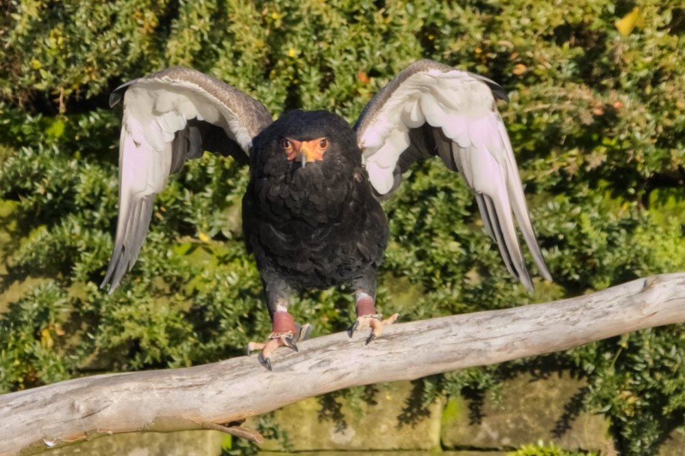 Bateleur 