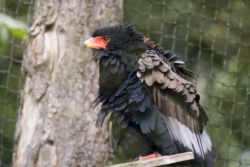 Bateleur 