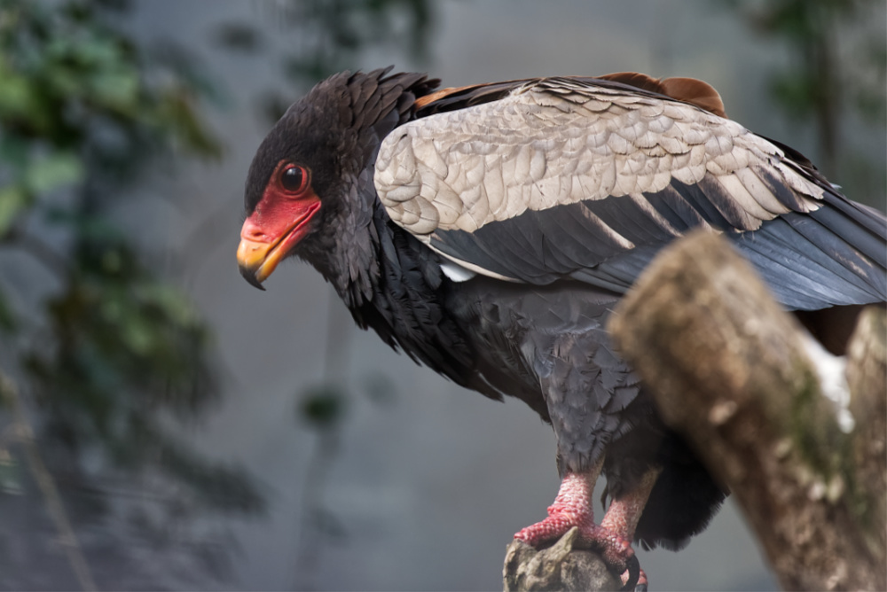 Bateleur 