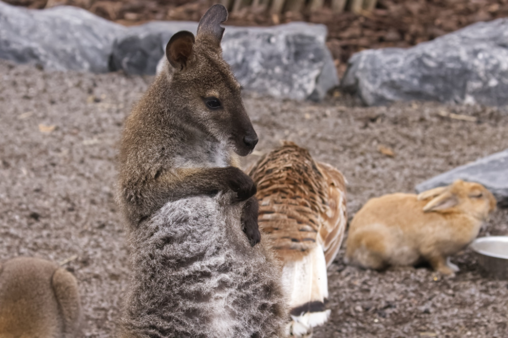 Bennett wallaby