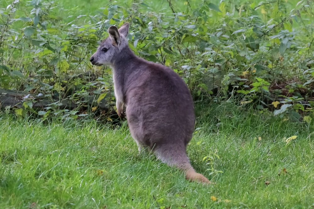 Bennett wallaby 