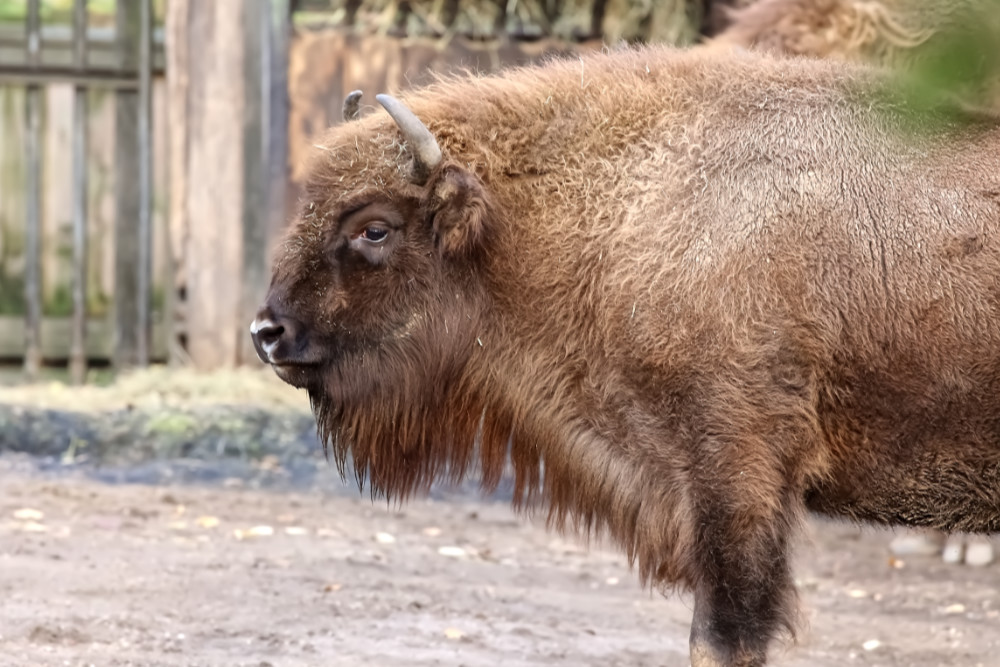 Bison 