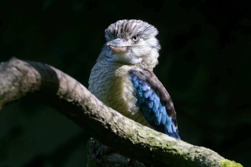 Blauw vl.kookaburra 