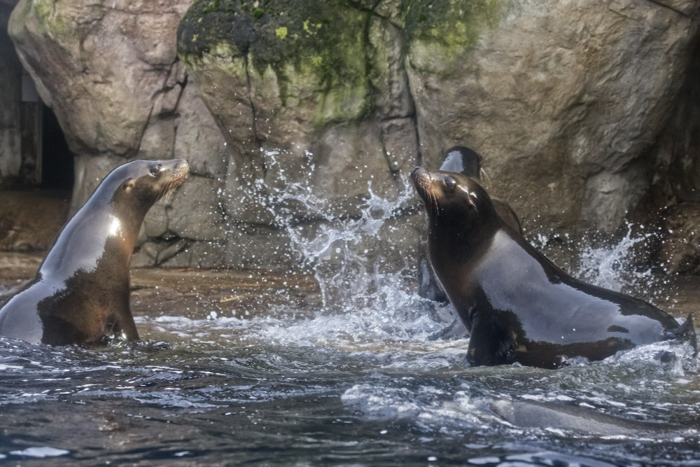 Californische zeeleeuw 