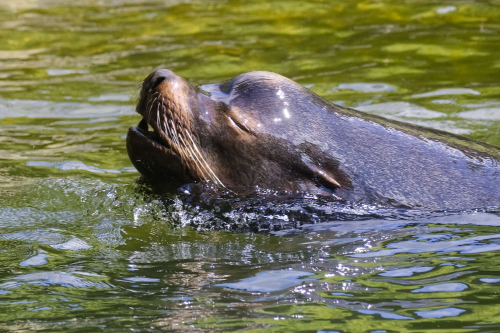 Californische zeeleeuw 