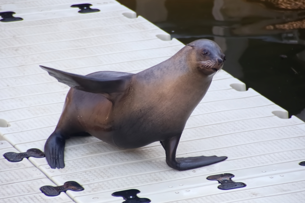 Californische zeeleeuw 