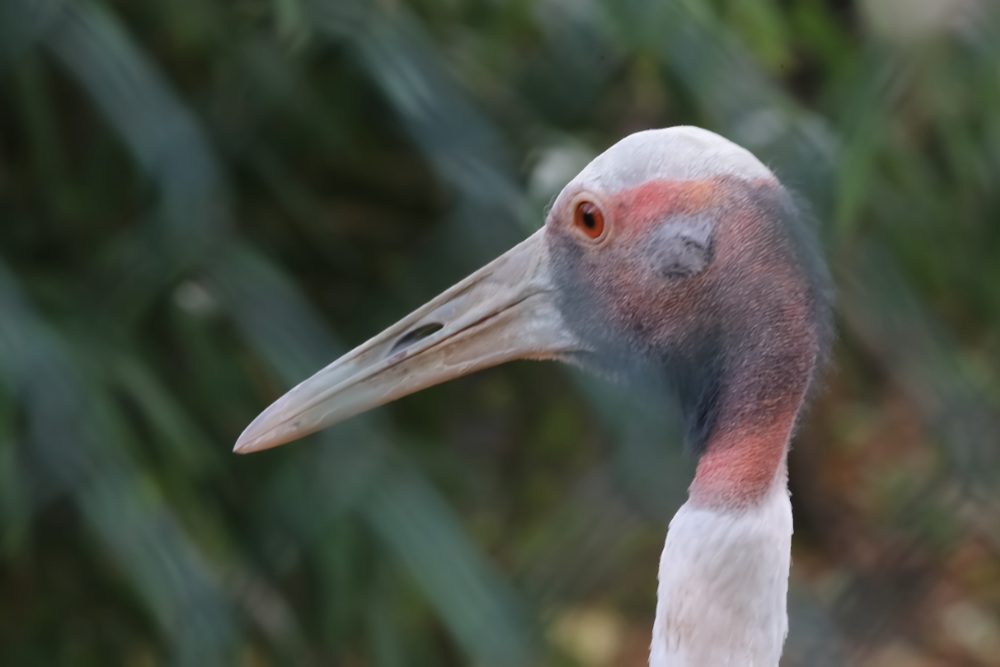 Canadese kraanvogel 