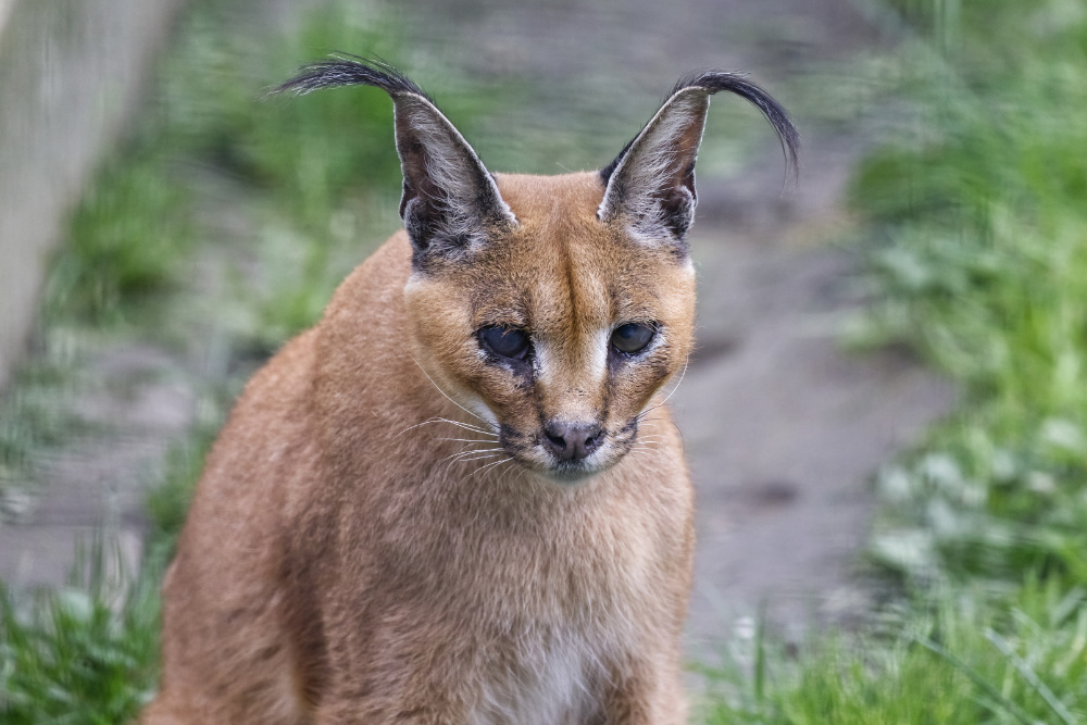 Caracal 