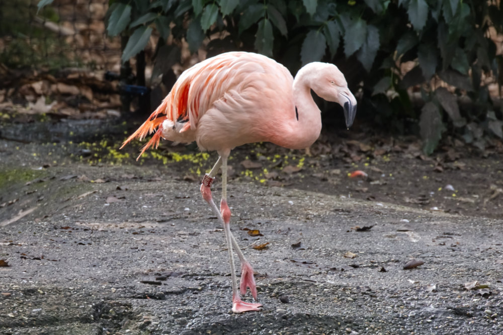 Chileense flamingo 