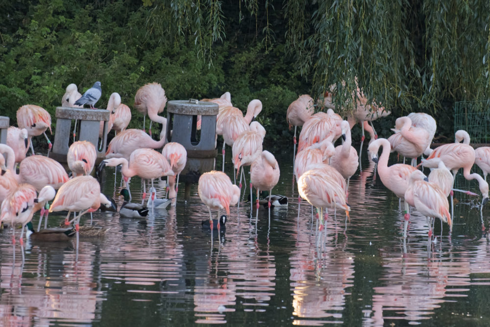 Chileense flamingo 