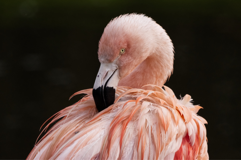 Chileense flamingo 