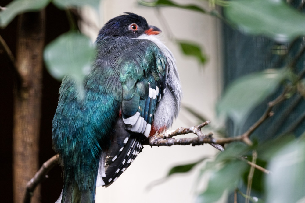 Cubaanse trogon 