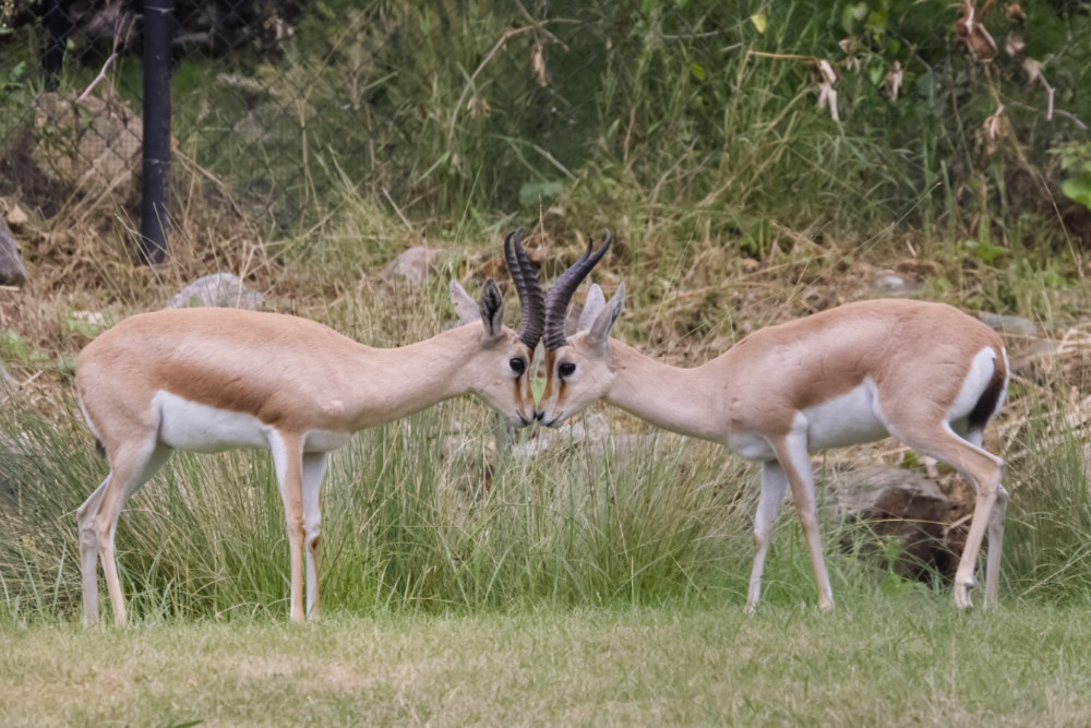Dorcasgazelle 