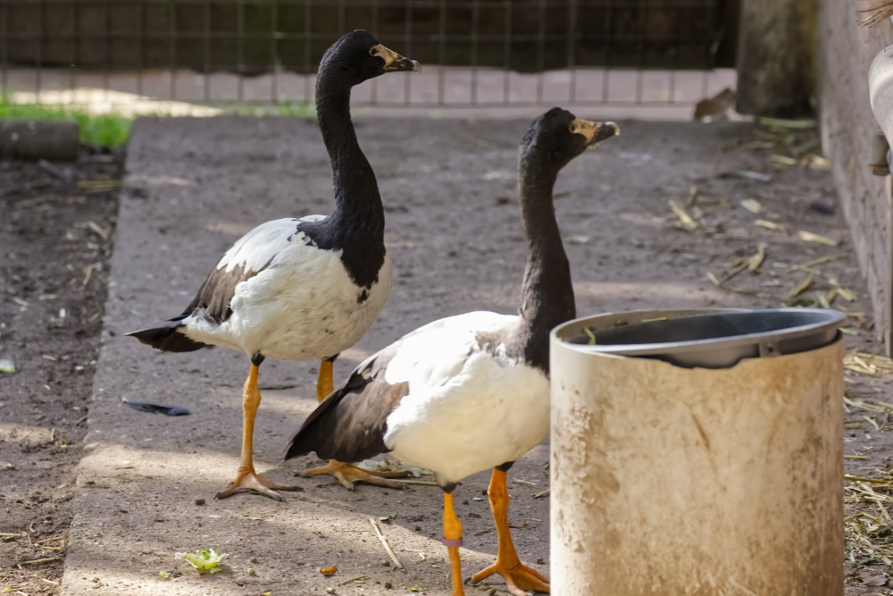 Ekstergans 