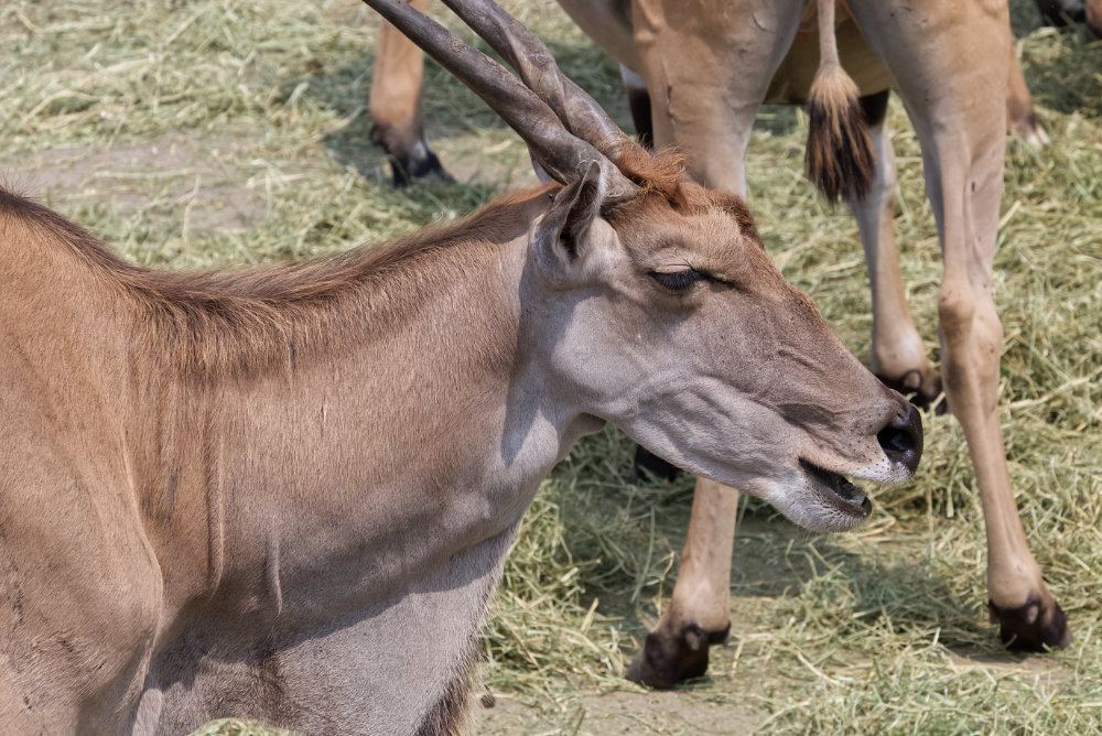 Elandantilope 