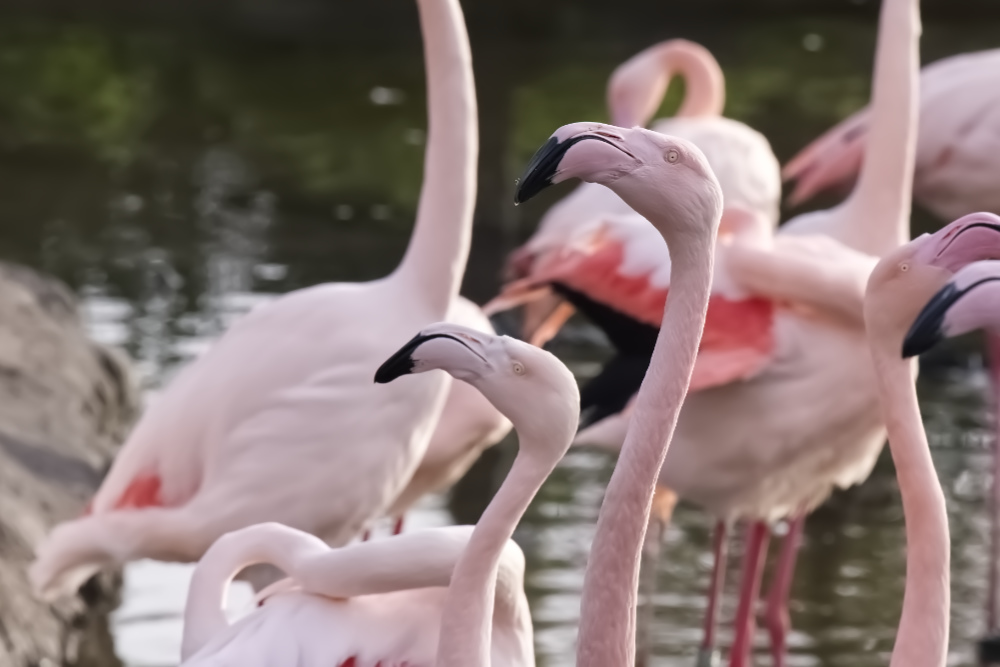 Europese flamingo 