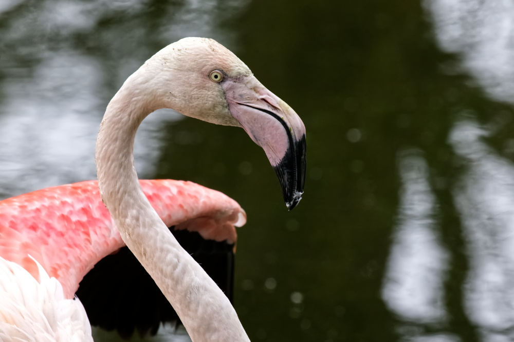 Europese flamingo 