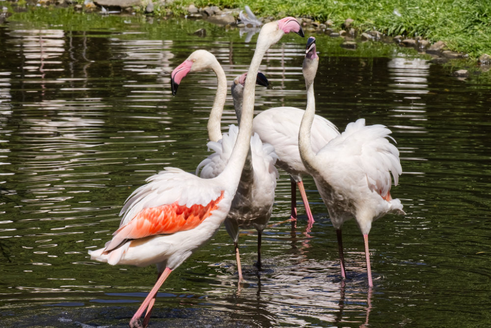 Europese flamingo 