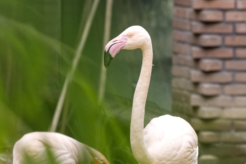 Europese flamingo 