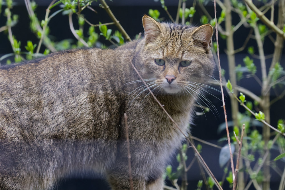 Europese Wilde Kat 