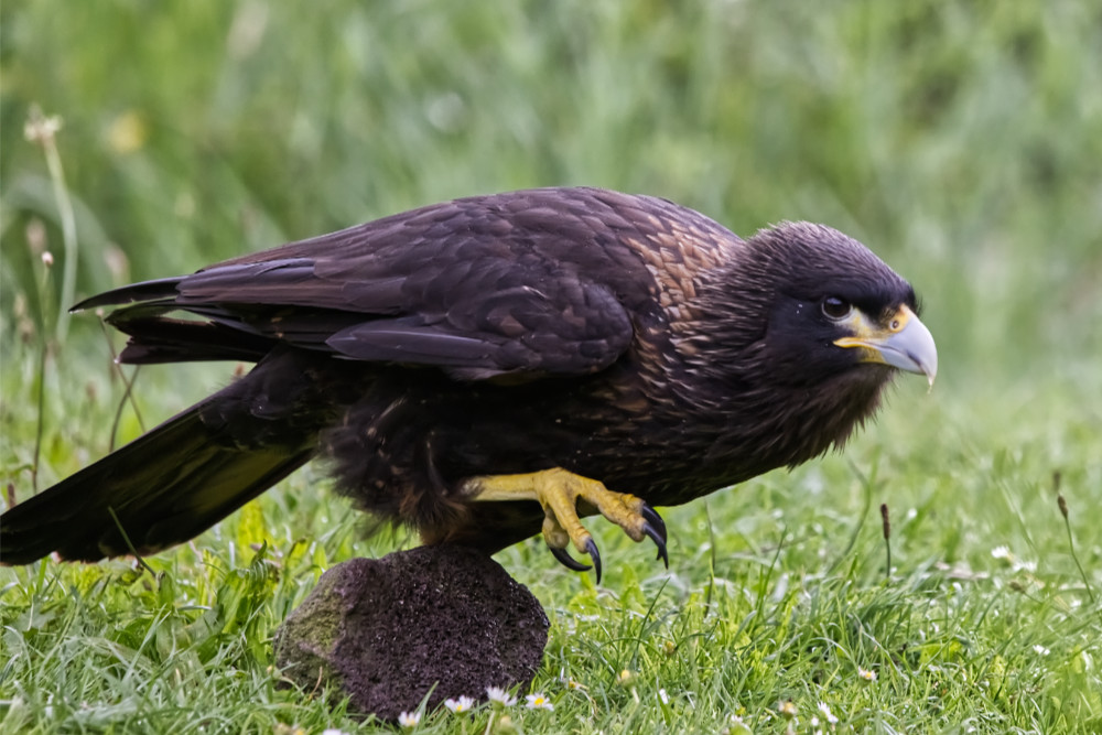 Falklandcaracara 