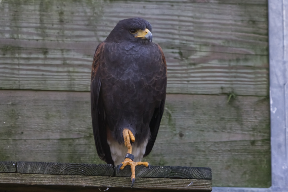 Falklandcaracara 