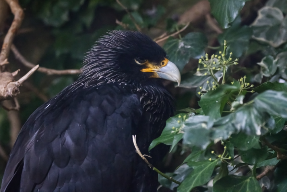 Falklandcaracara 