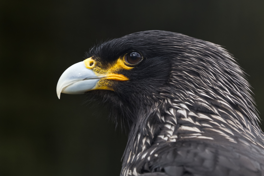 Falklandcaracara 