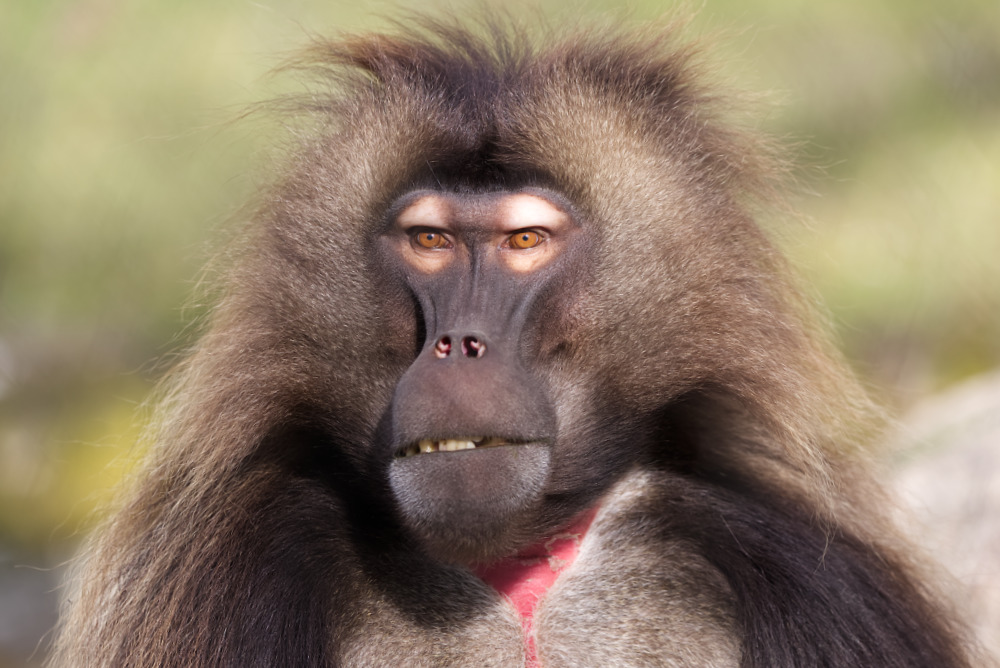 Gelada 