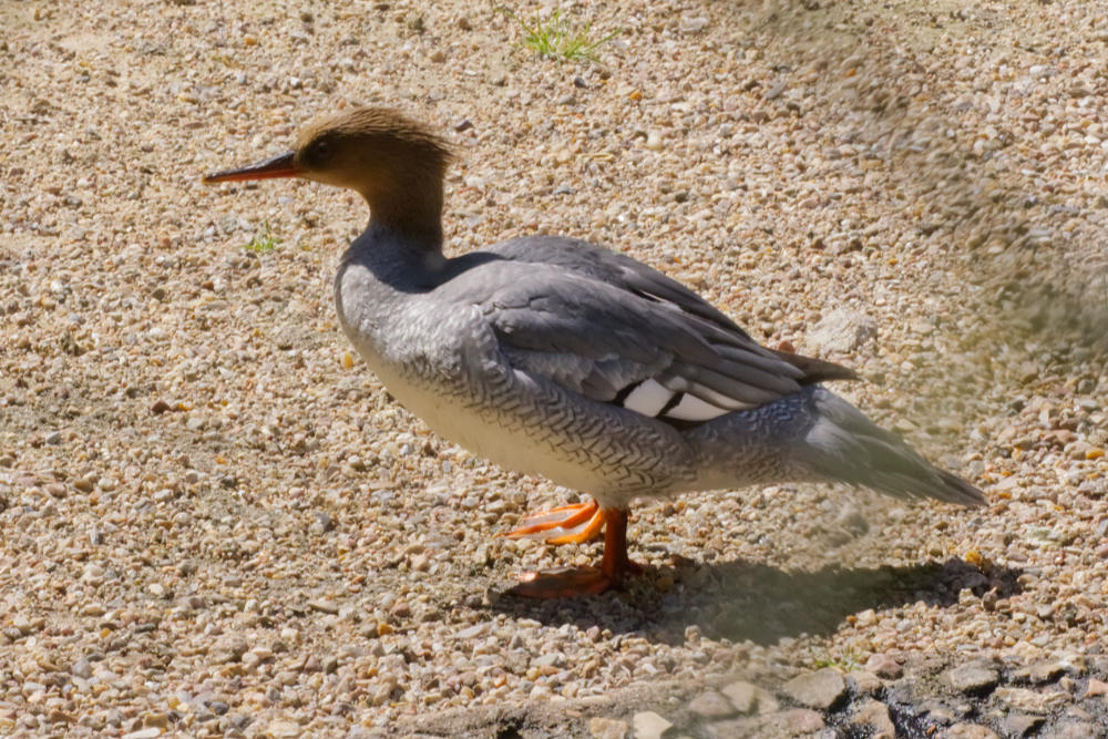 Geschubde zaagbek 