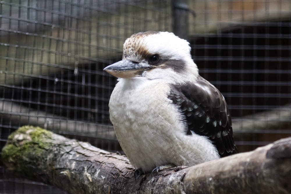 Gewone kookaburra 