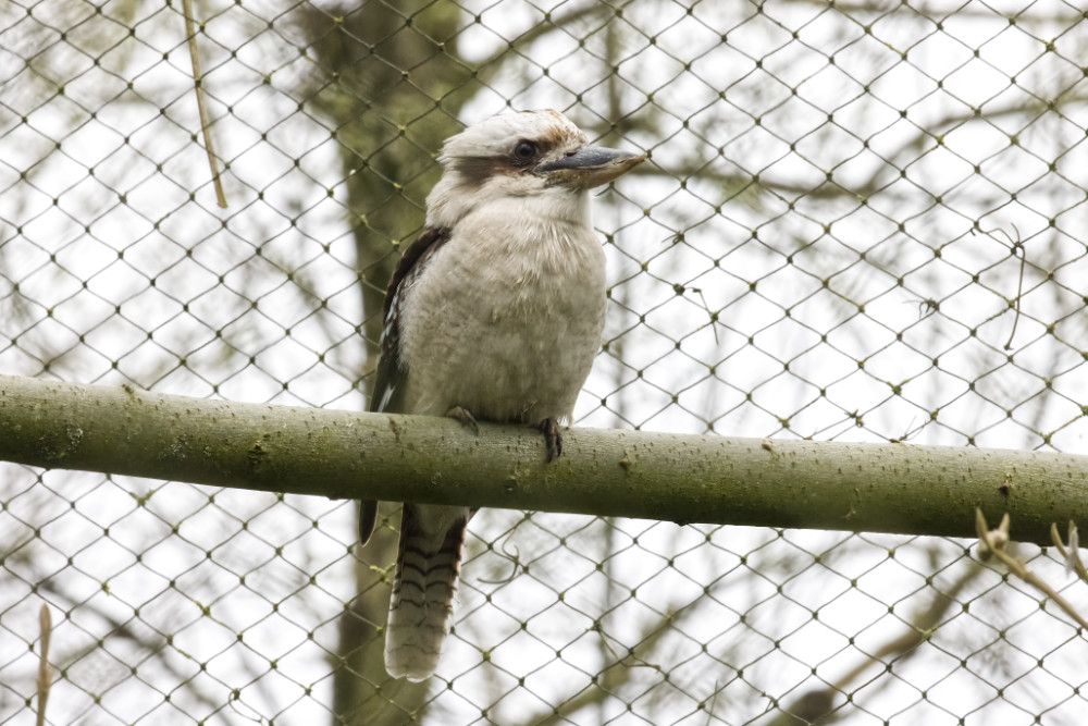 Gewone kookaburra 