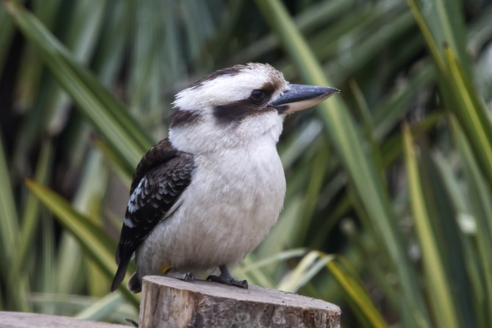 Gewone kookaburra 