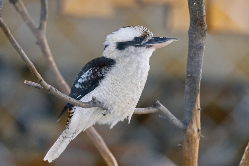 Gewone kookaburra 