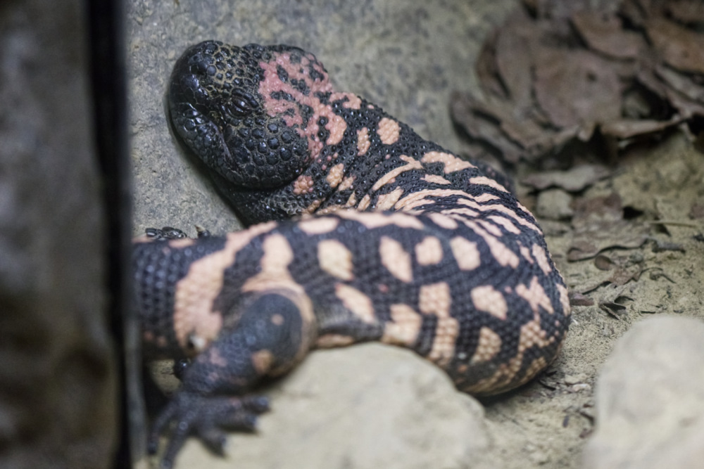 Gilamonster 