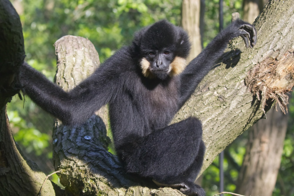 Goudwanggibbon 