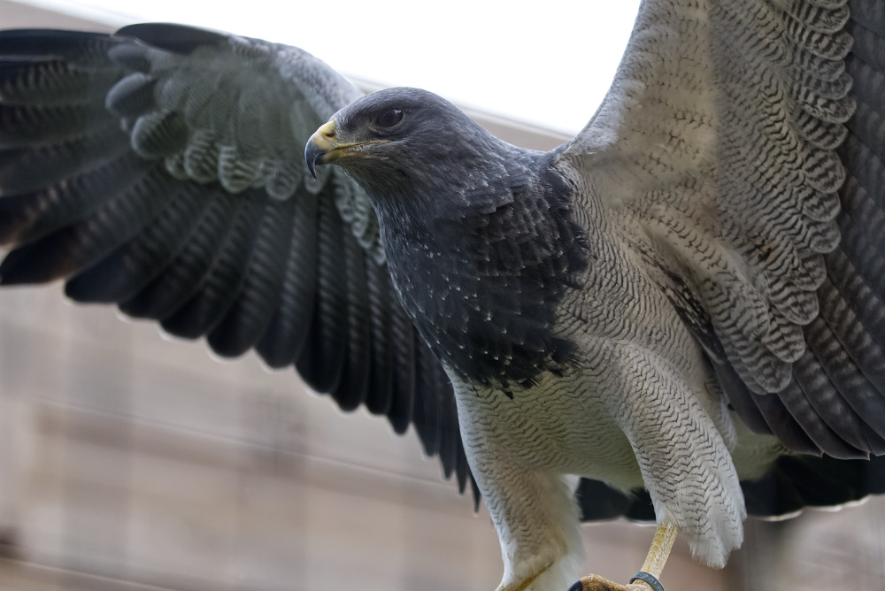 Grijze arendbuizerd 