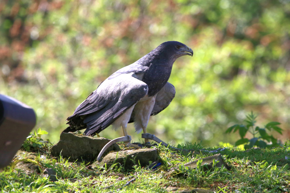 Grijze arendbuizerd 