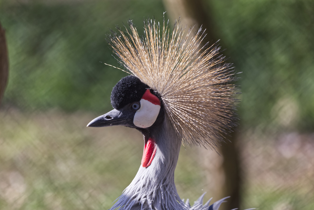 Kroonkraanvogel 