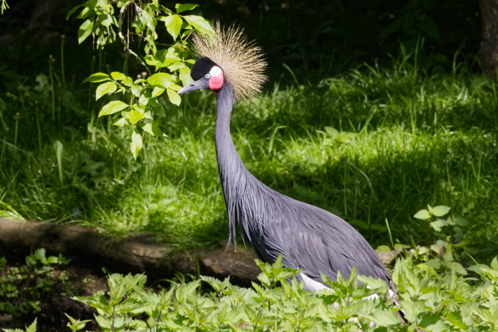 Kroonkraanvogel 