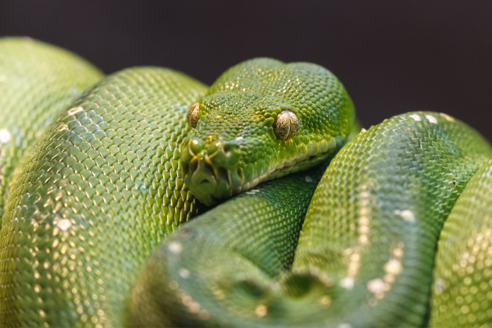 Groene boompython 