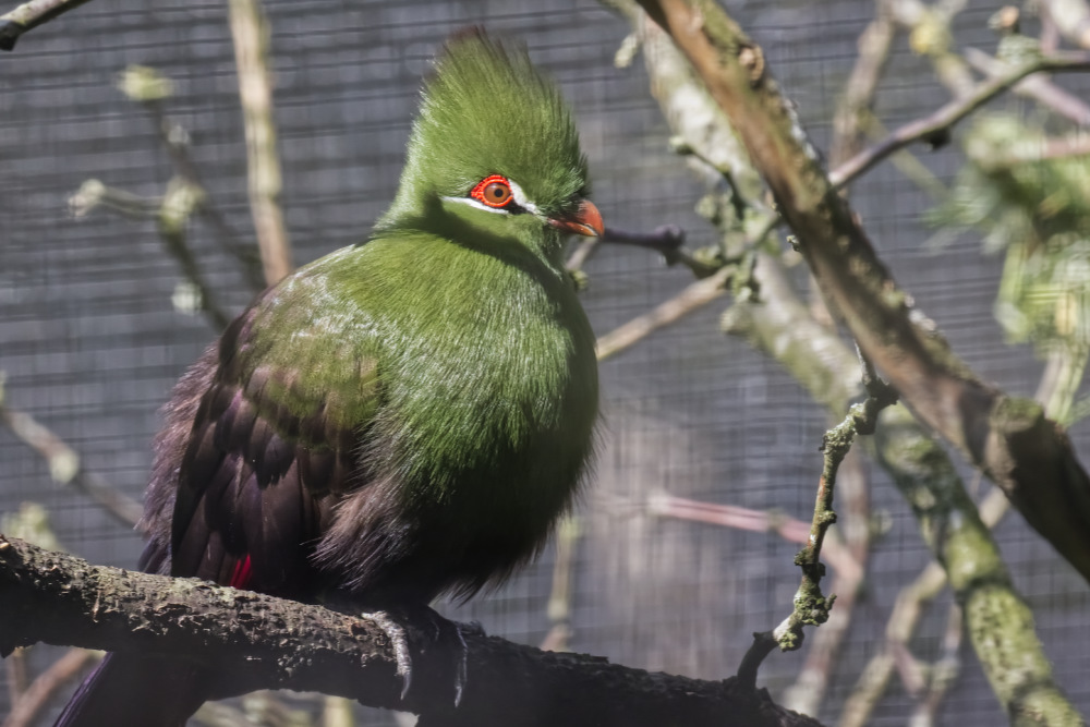 Groene toerako 