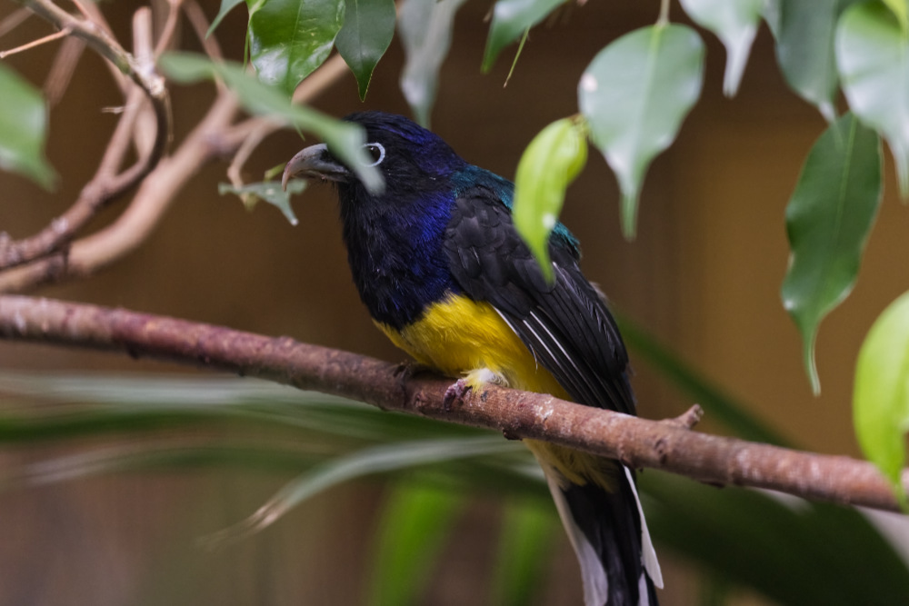 Groenrugtrogon 